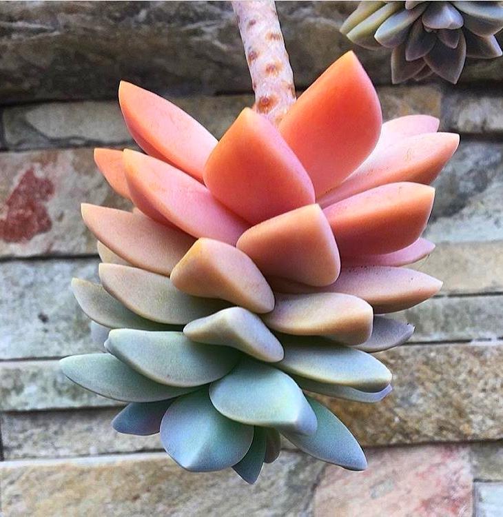 60 Gorgeous Succulent Planters Instantly Beautifying Your Home