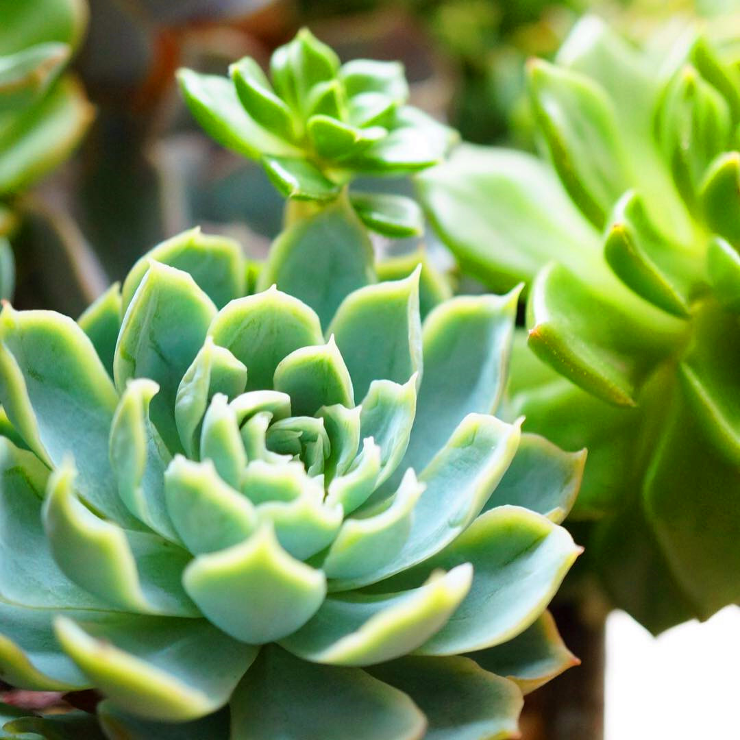 40+ Best Succulent garden designs images in 2019