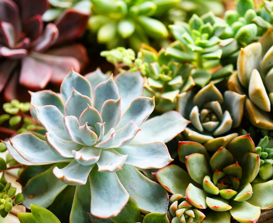 40+ Best Succulent garden designs images in 2019