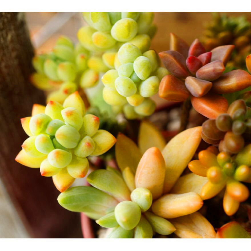 40 Best Succulent Garden Designs Images In 2019 Flippedcase