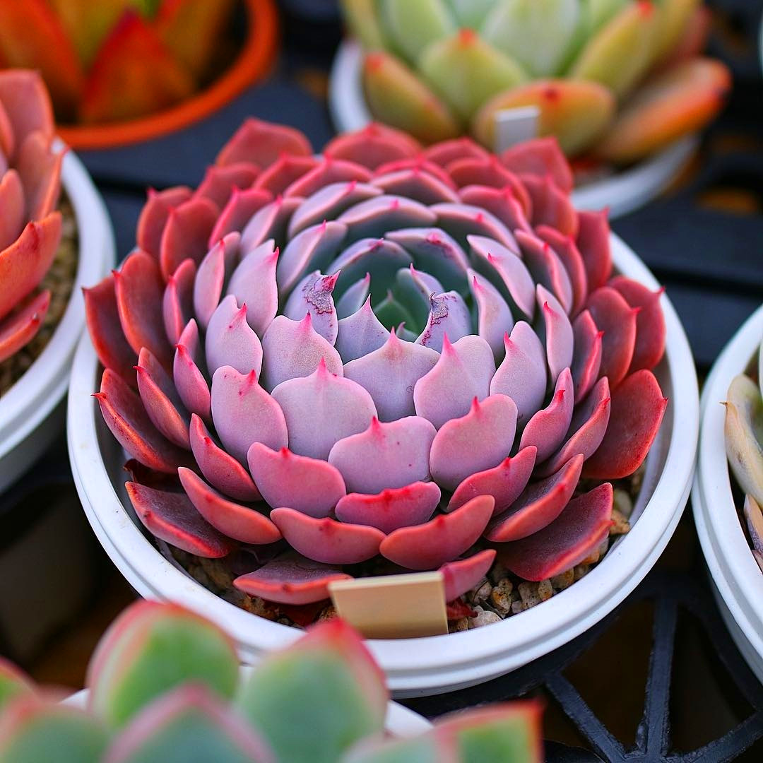 60+ Amazing Succulent Planters Instantly Beautifying Your Home #succulent #succulentlove #gardens #gardening #gardenideas #gardeningtips #succulents #decorhomeideas