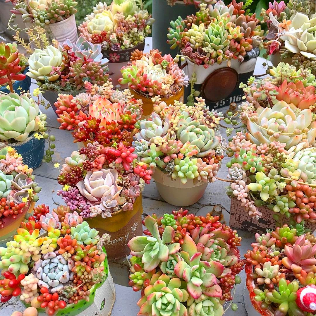 60+ Amazing Succulent Planters Instantly Beautifying Your Home #succulent #succulentlove #gardens #gardening #gardenideas #gardeningtips #succulents #decorhomeideas