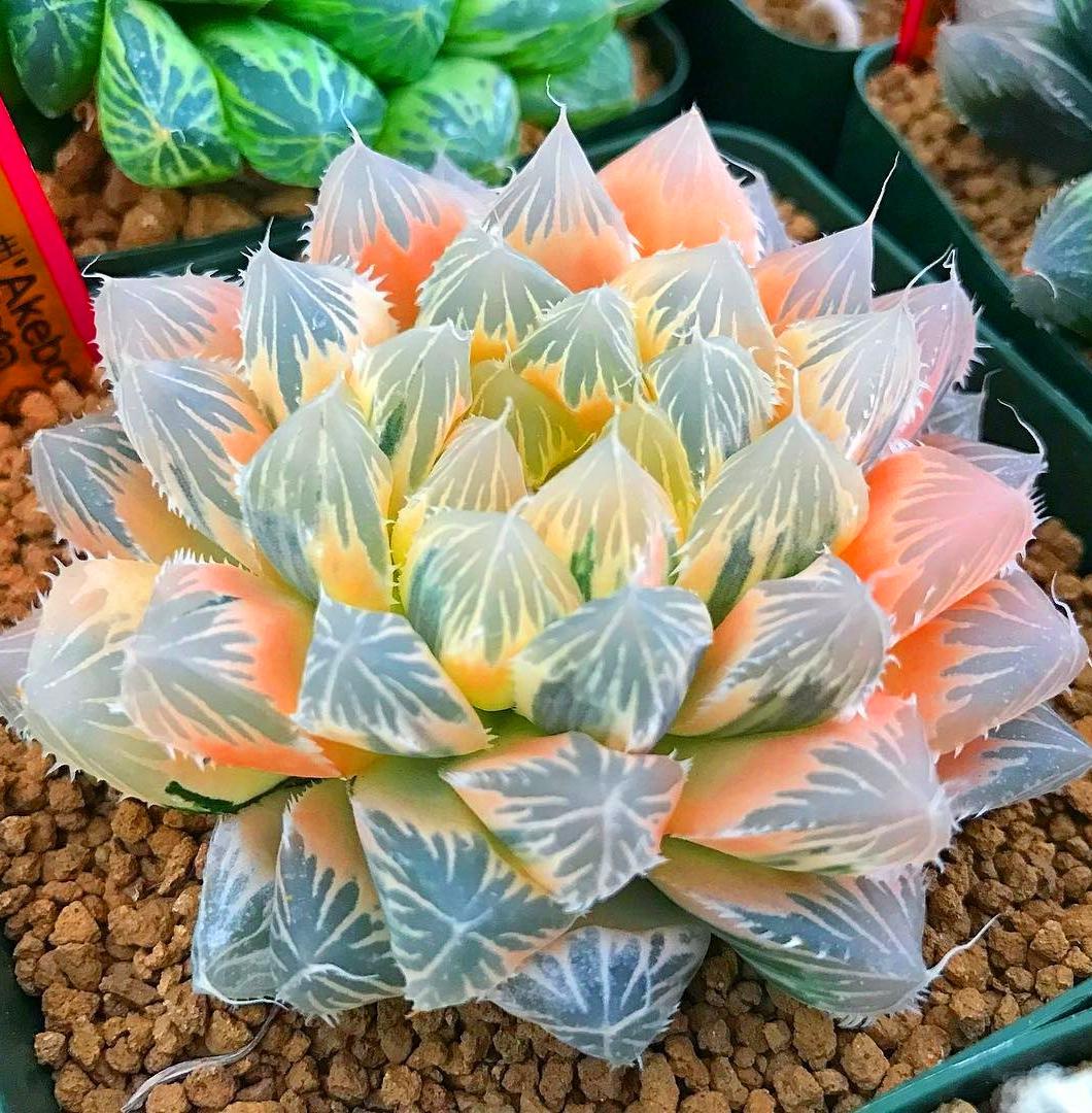 #succulent #succulentlove #gardens #gardening #gardenideas #gardeningtips #succulents #decorhomeideas