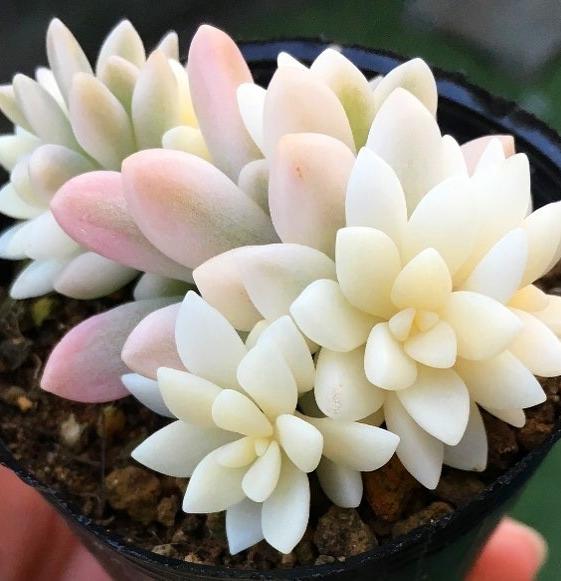 #succulent #succulentlove #gardens #gardening #gardenideas #gardeningtips #succulents #decorhomeideas