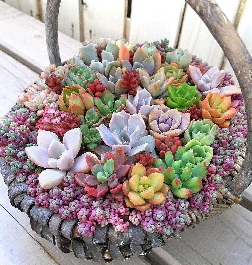 60 DIY Succulent Ball Sphere Planter Instruction