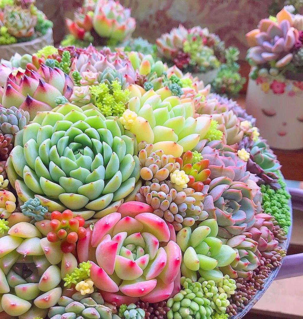 60 DIY Succulent Ball Sphere Planter Instruction