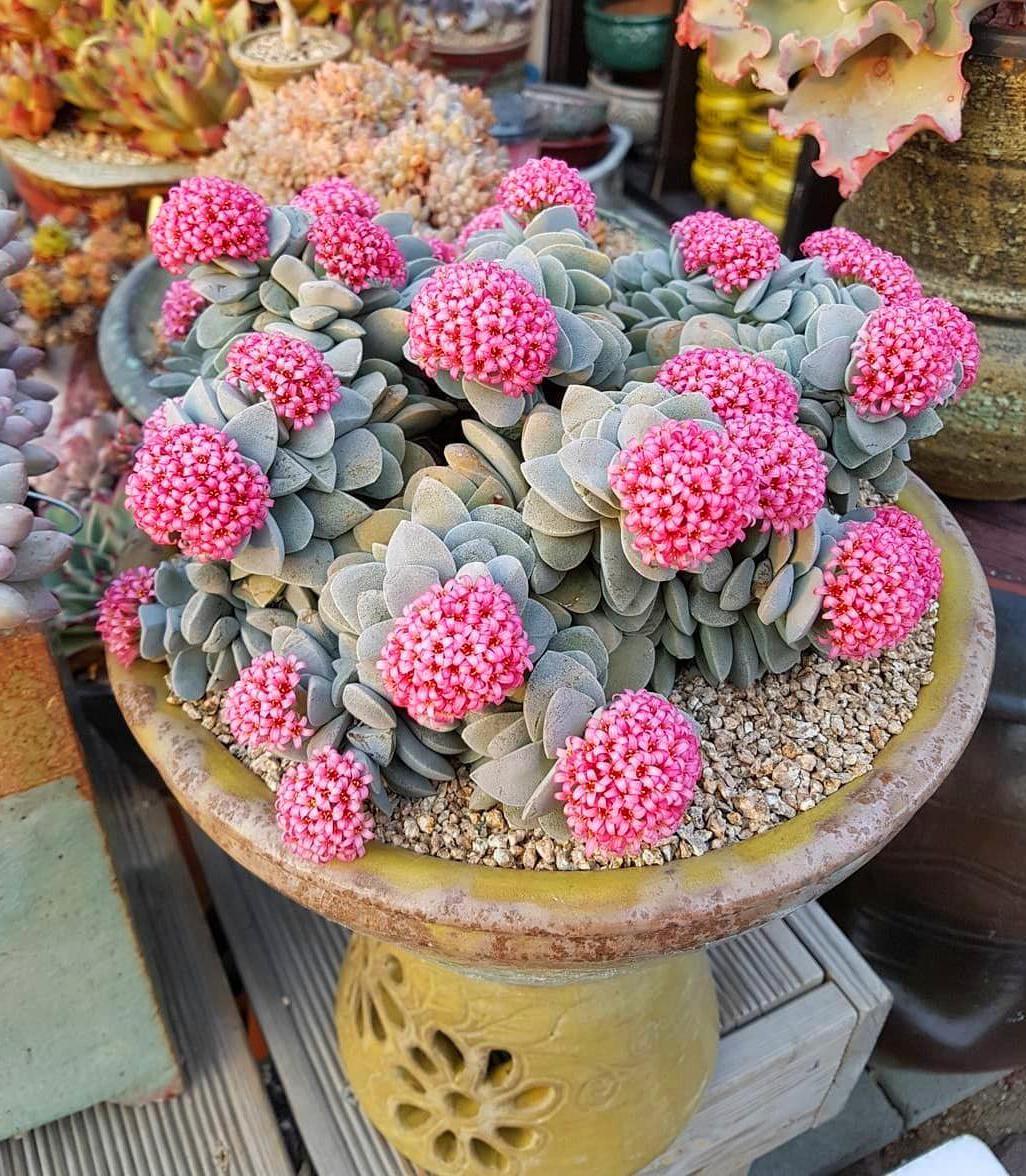 60 DIY Succulent Ball Sphere Planter Instruction