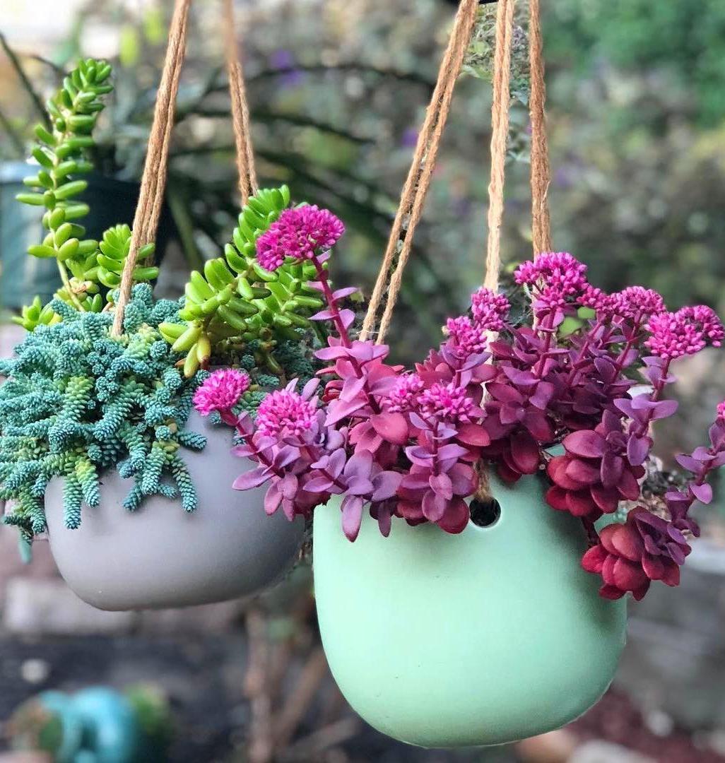 60 DIY Succulent Ball Sphere Planter Instruction