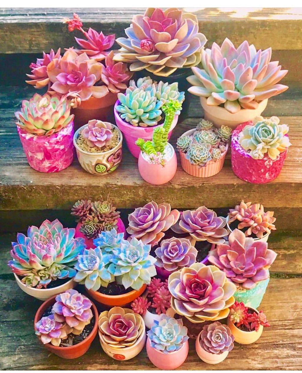 60 DIY Succulent Ball Sphere Planter Instruction