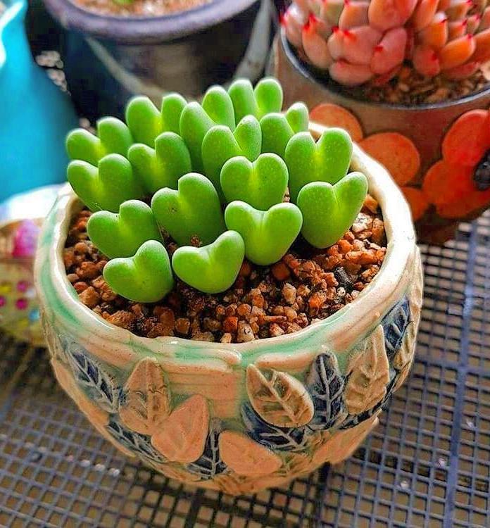 60 DIY Succulent Ball Sphere Planter Instruction