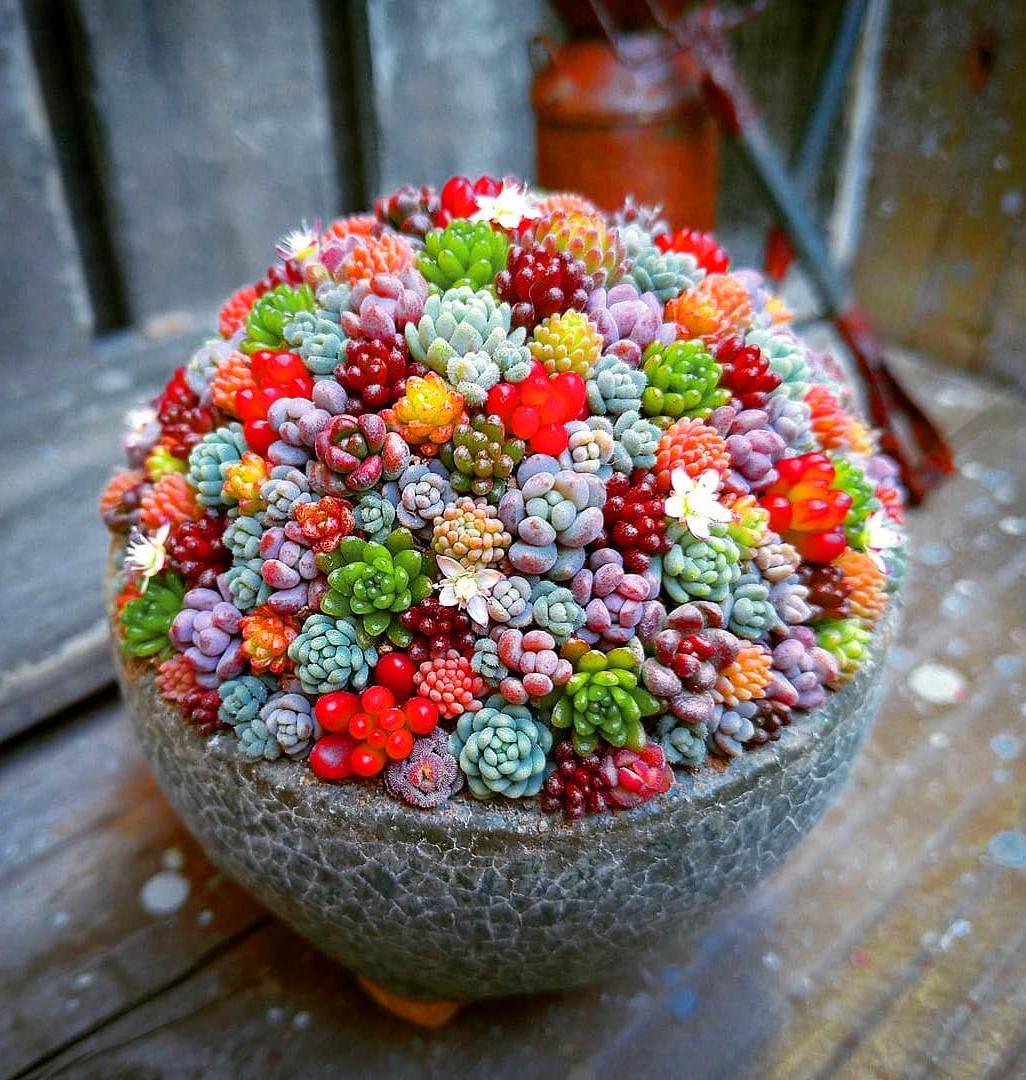 60 DIY Succulent Ball Sphere Planter Instruction