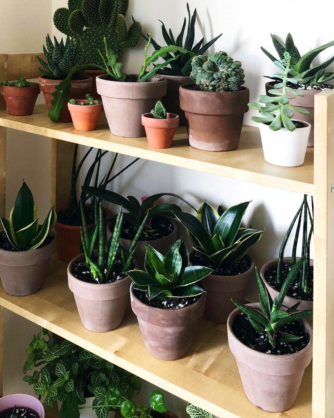 60+ Beautiful Indoor Plants Design in Your Interior Home