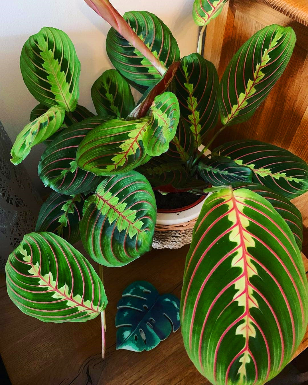60+ Beautiful Indoor Plants Design in Your Interior Home