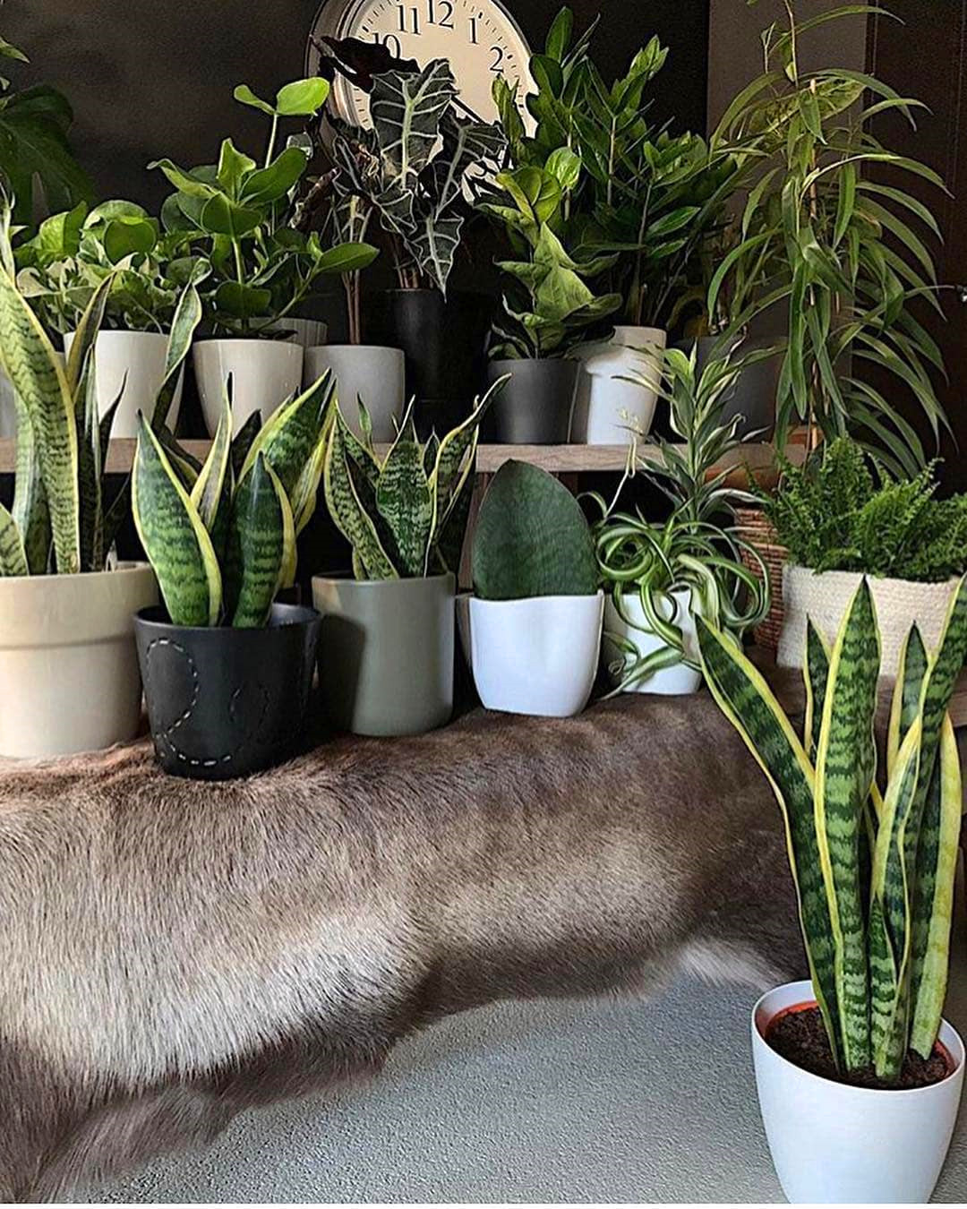 60+ Beautiful Indoor Plants Design in Your Interior Home