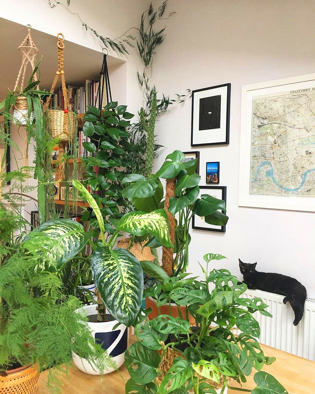 60+ Beautiful Indoor Plants Design in Your Interior Home