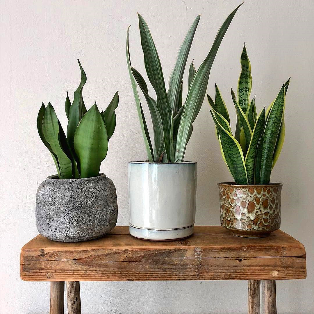 60+ Beautiful Indoor Plants Design in Your Interior Home