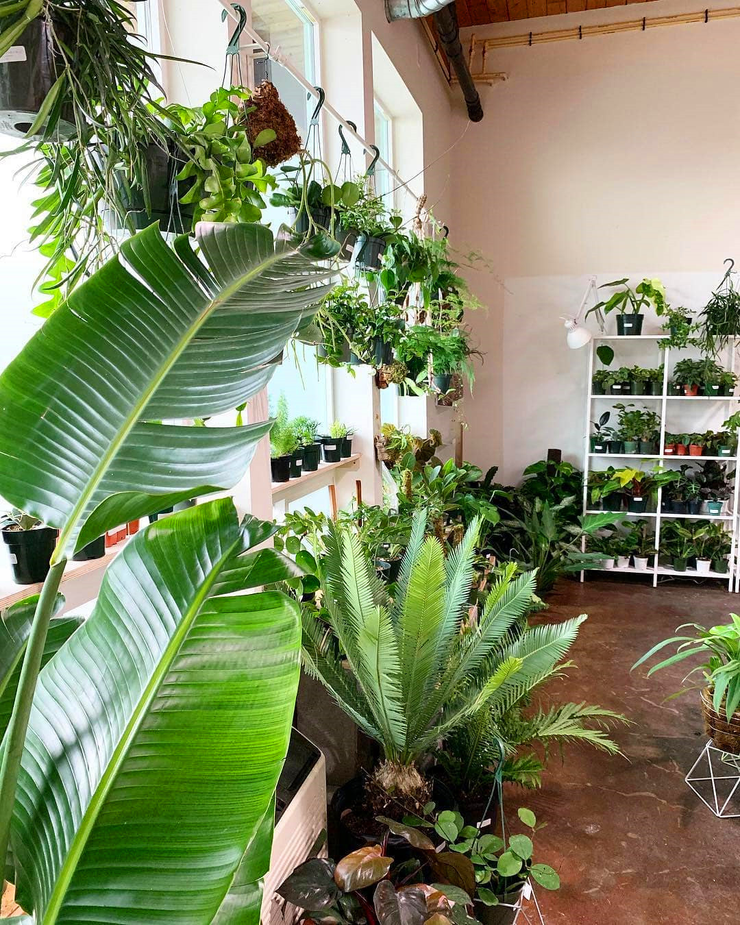 60+ Beautiful Indoor Plants Design in Your Interior Home