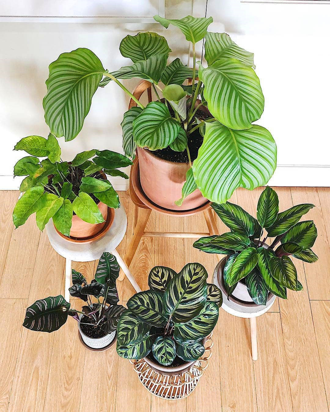 60+ Beautiful Indoor Plants Design in Your Interior Home