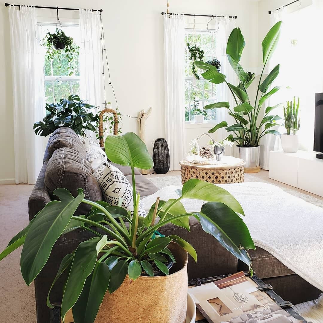 40+ Beautiful Plants Ideas For Home Decor