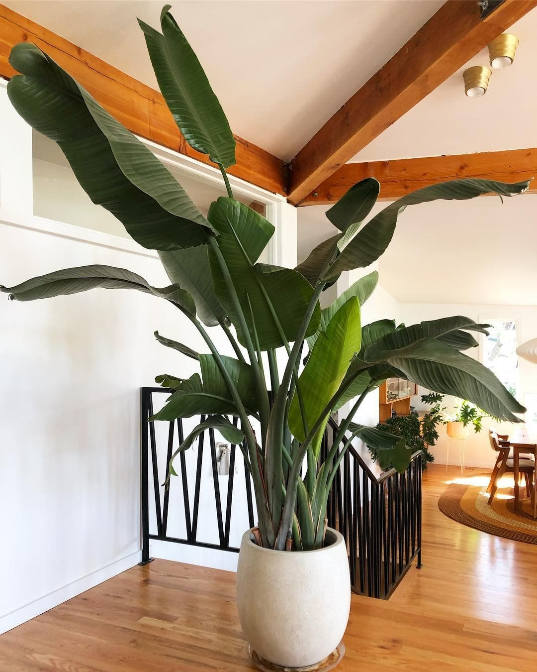 40+ Beautiful Plants Ideas For Home Decor