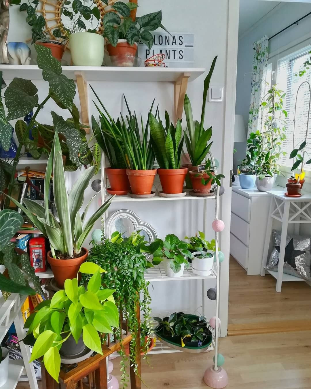 40+ Beautiful Plants Ideas For Home Decor