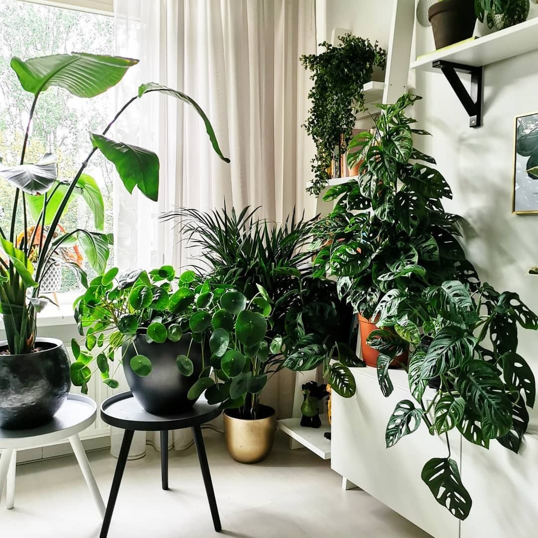 40+ Beautiful Plants Ideas For Home Decor