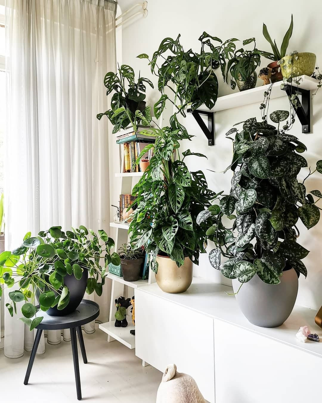 40+ Beautiful Plants Ideas For Home Decor