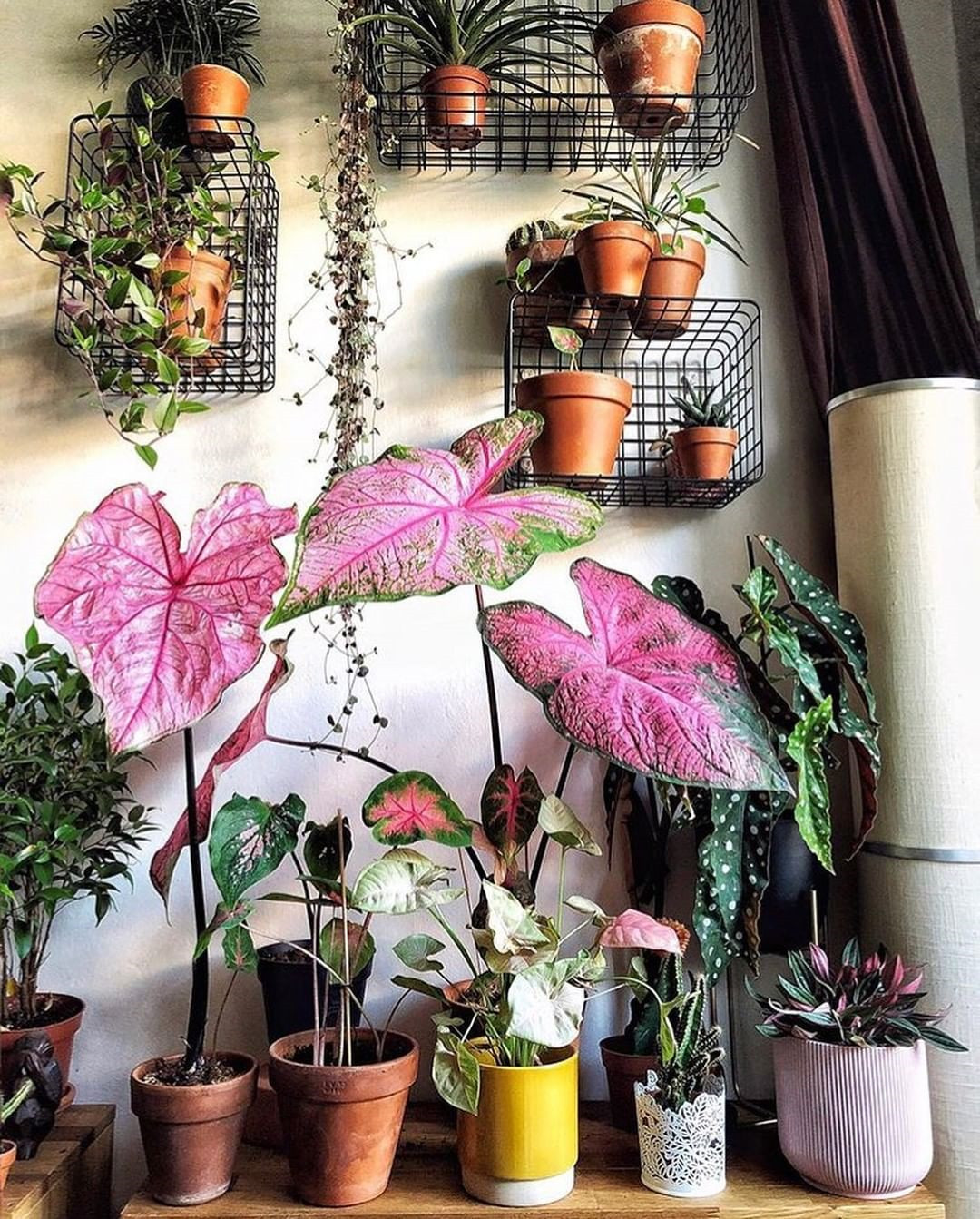 40+ Beautiful Plants Ideas For Home Decor