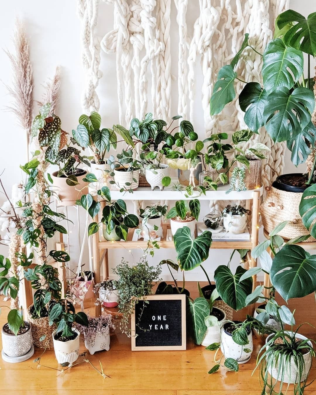 40+ Beautiful Plants Ideas For Home Decor