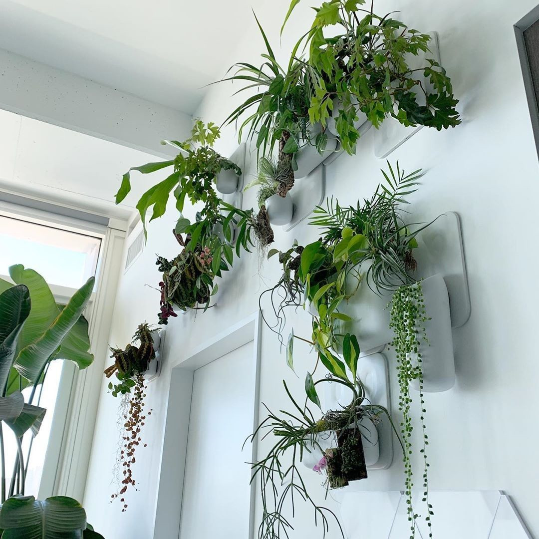 40+ Beautiful Plants Ideas For Home Decor