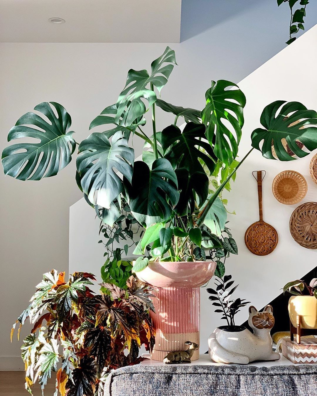 40+ Beautiful Plants Ideas For Home Decor