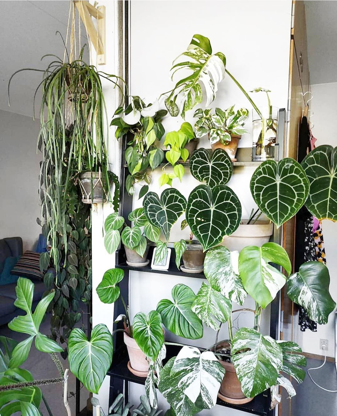 40+ Beautiful Plants Ideas For Home Decor