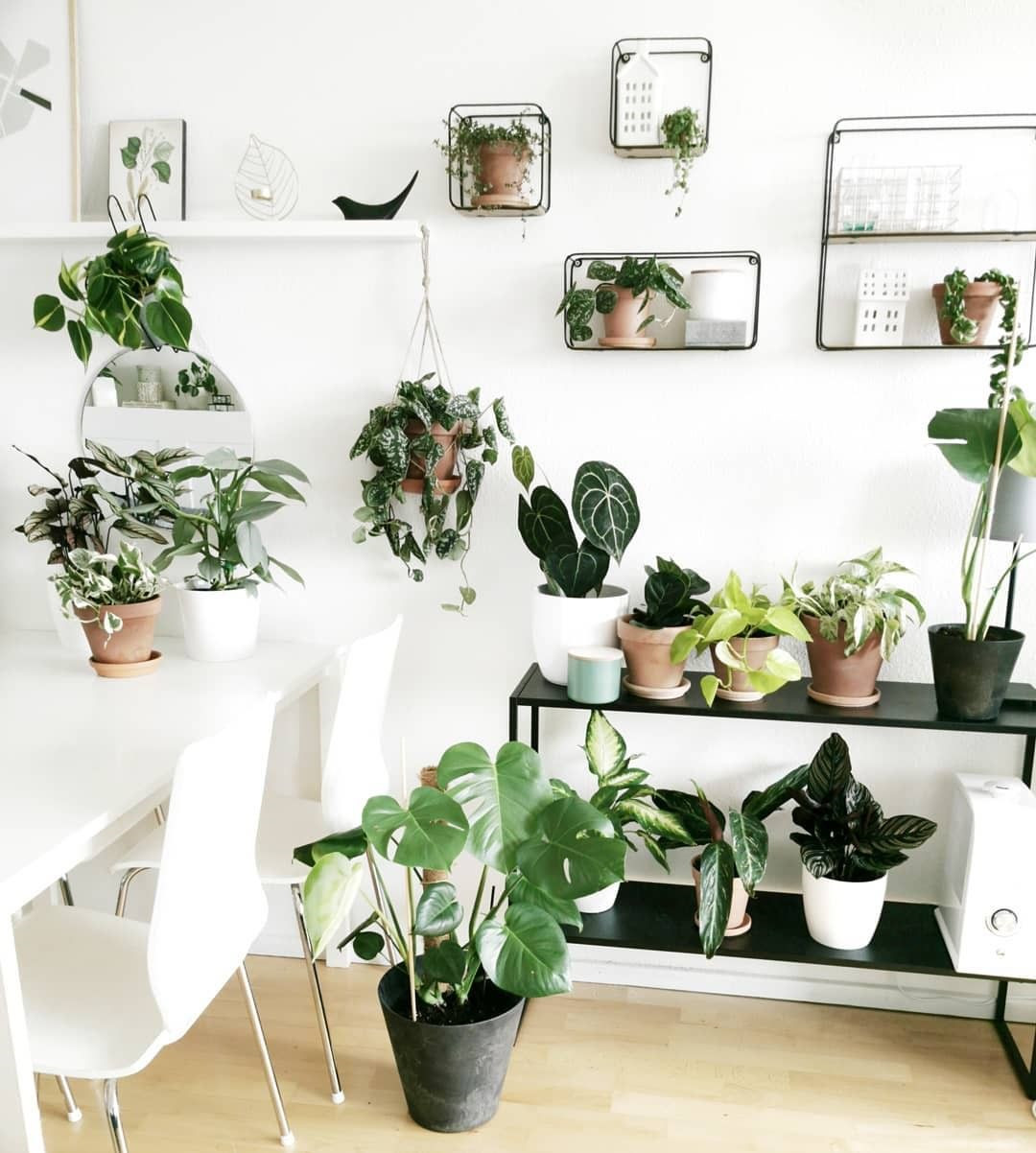 40+ Beautiful Plants Ideas For Home Decor