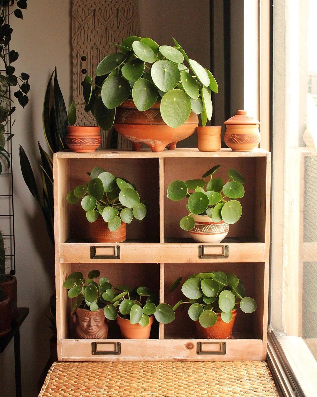 45 Beautiful Indoor Plant Ideas