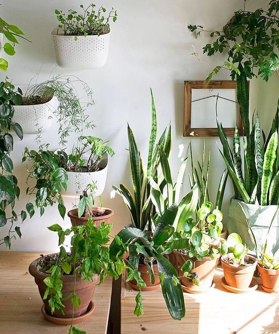 45 Beautiful Indoor Plant Ideas