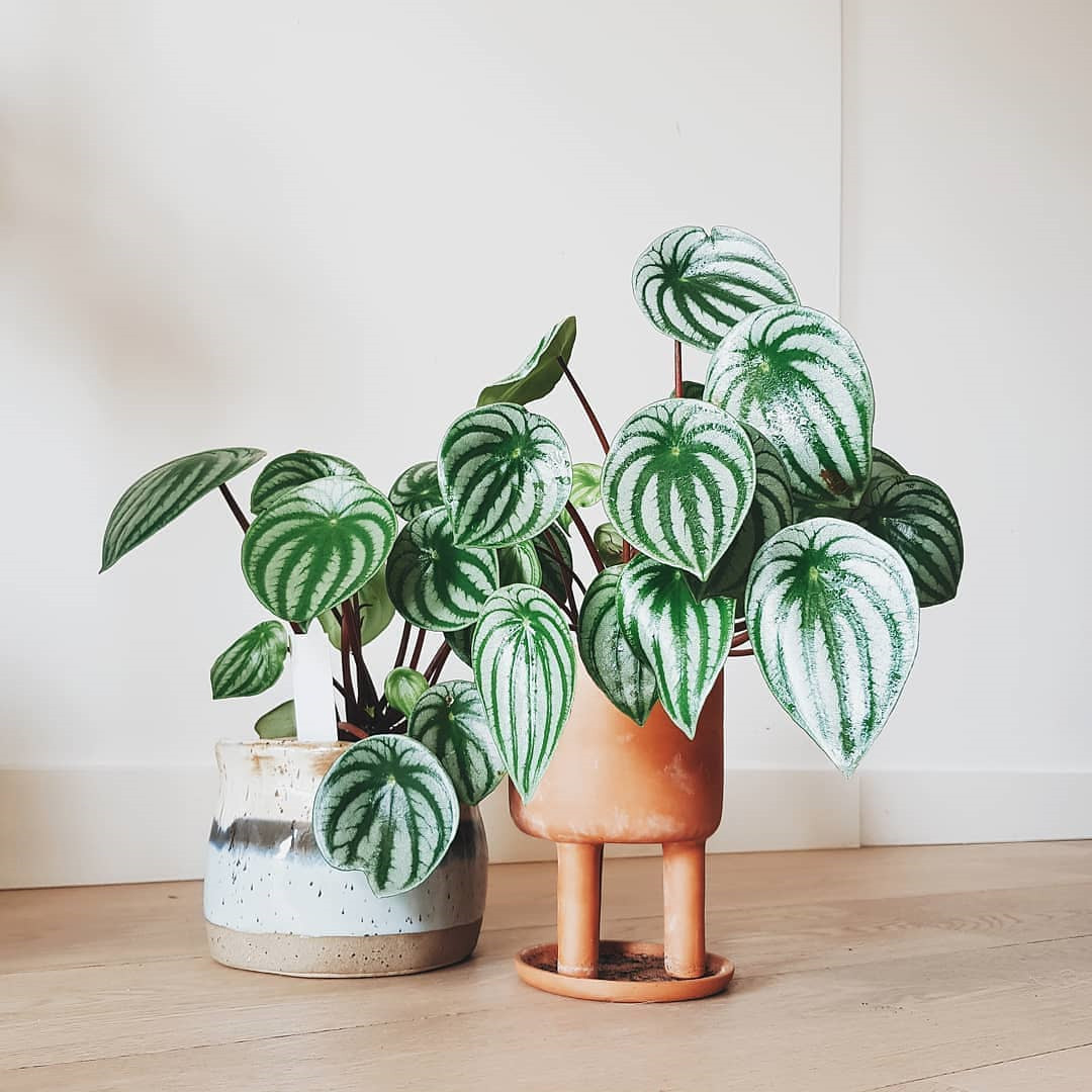 45 Beautiful Indoor Plant Ideas