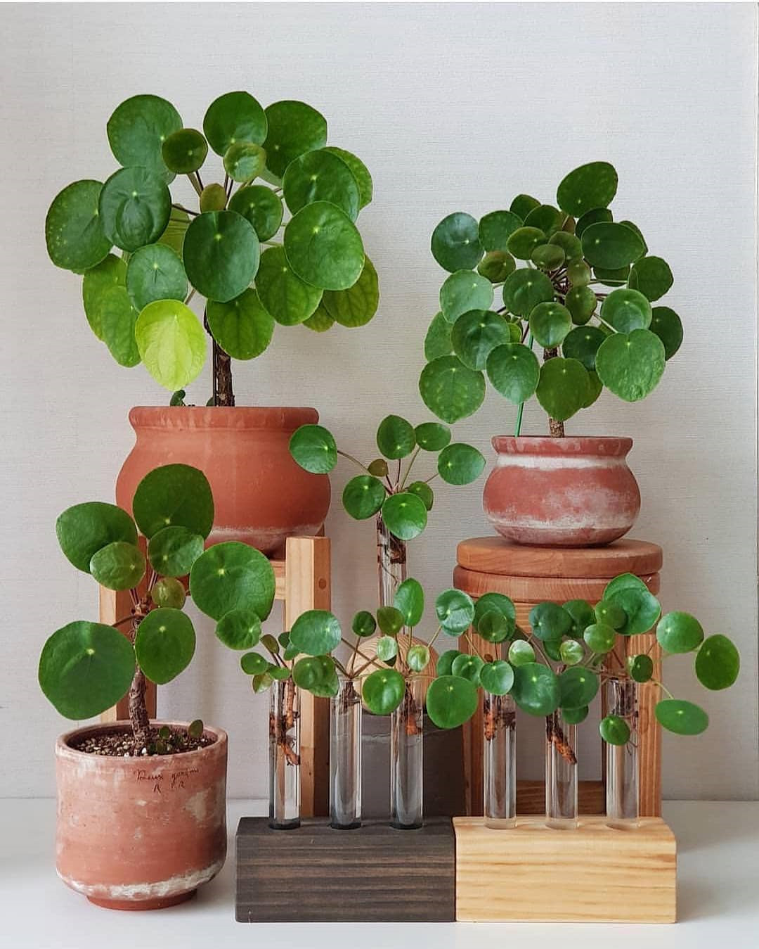 45 Beautiful Indoor Plant Ideas