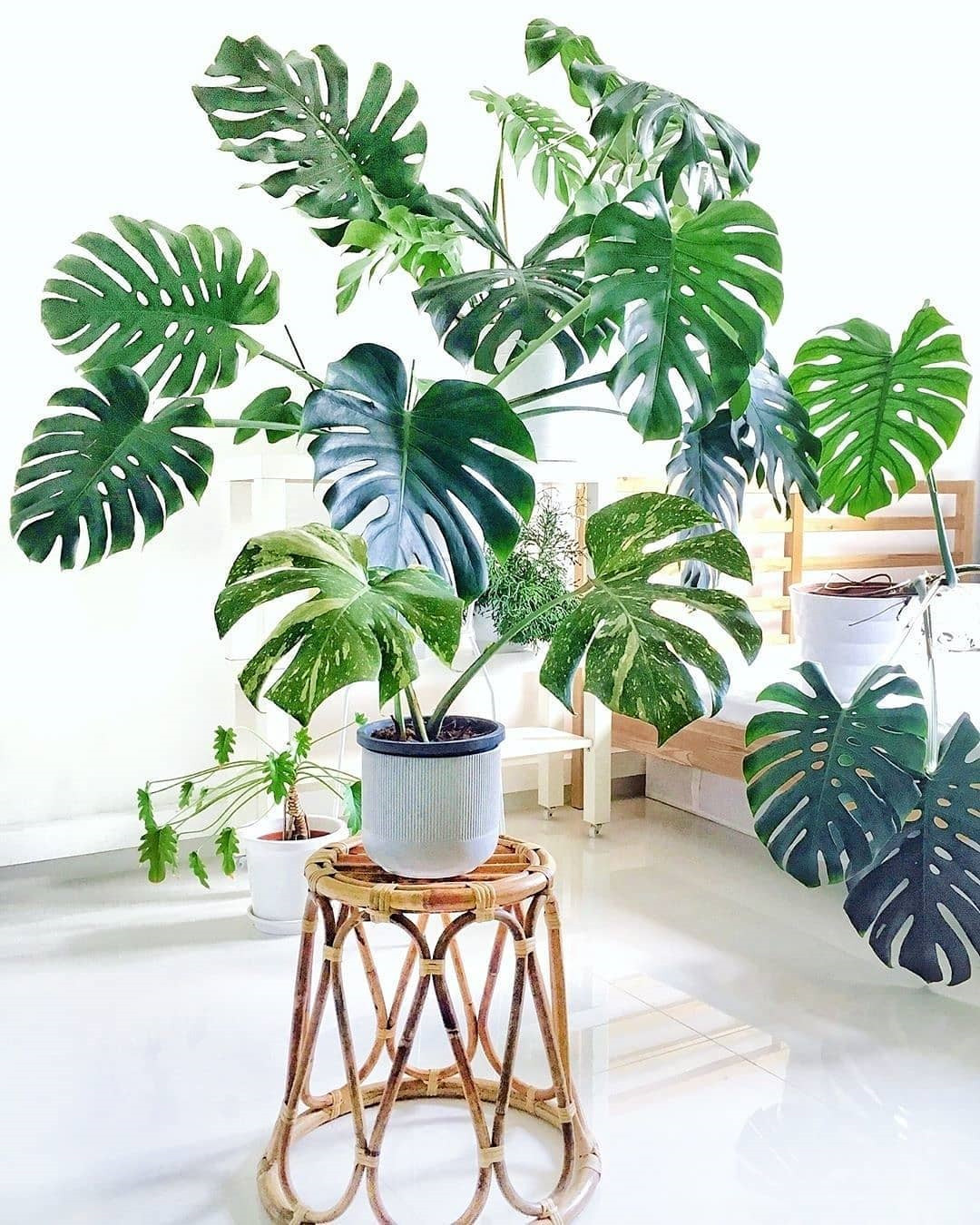 45 Beautiful Indoor Plant Ideas