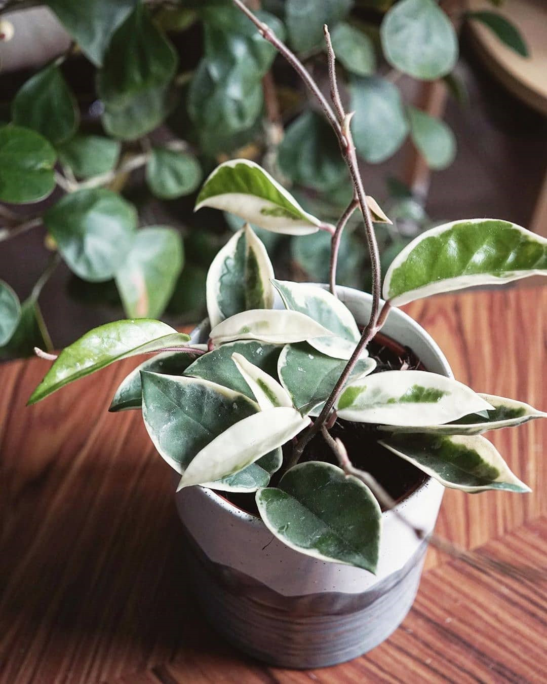 45 Beautiful Indoor Plant Ideas