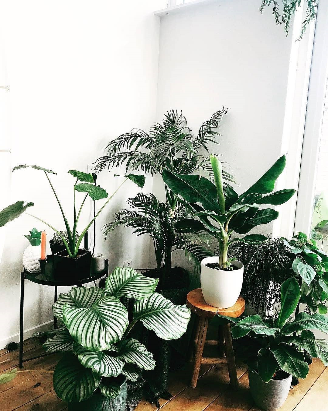 45 Beautiful Indoor Plant Ideas