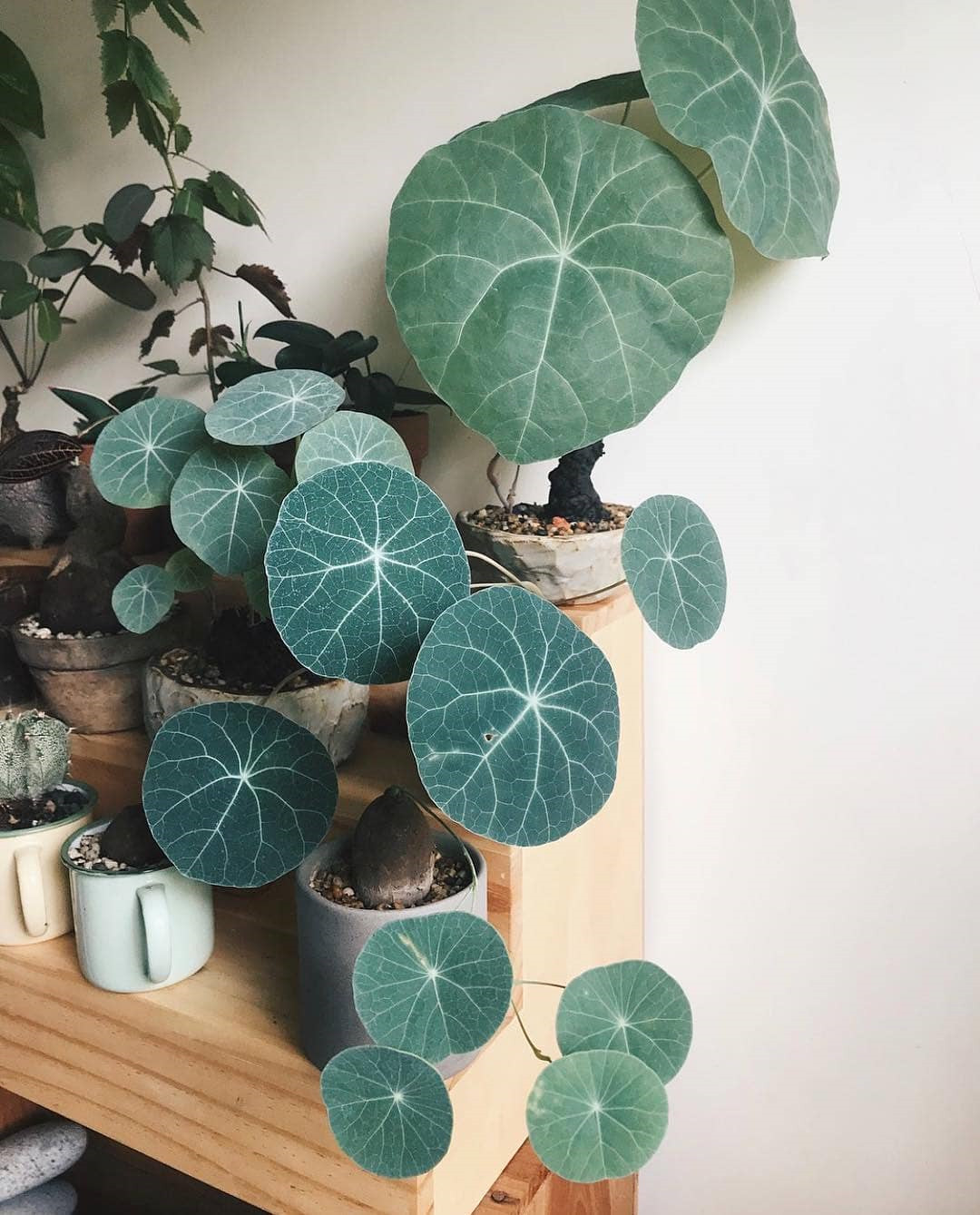 45 Beautiful Indoor Plant Ideas