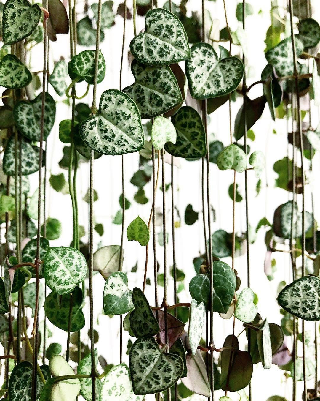 45 Beautiful Indoor Plant Ideas