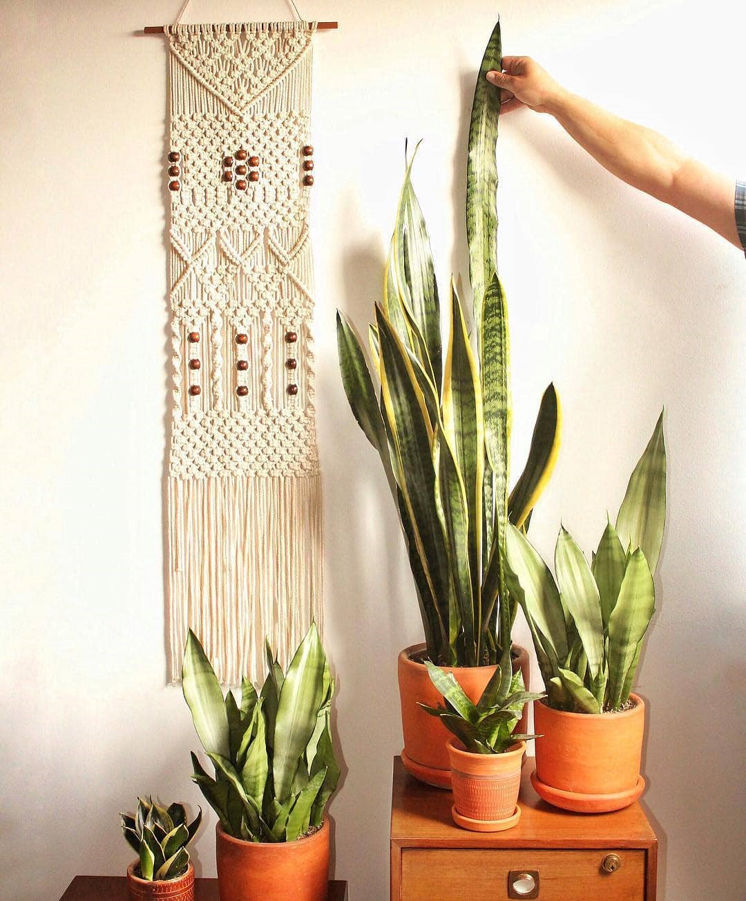 45 Beautiful Indoor Plant Ideas