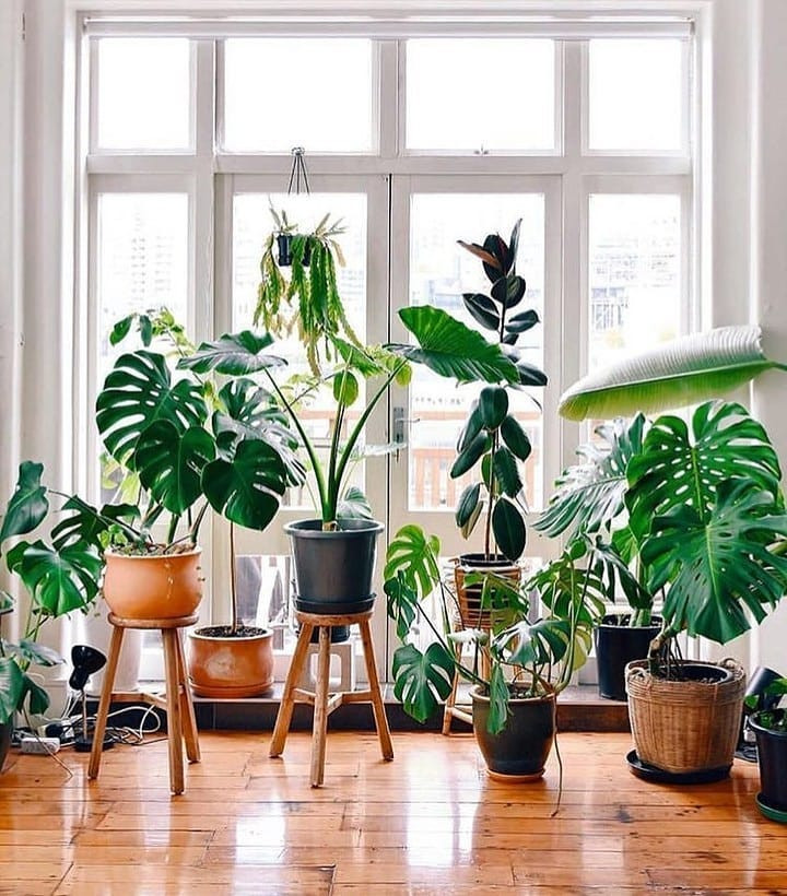 45 Beautiful Indoor Plant Ideas