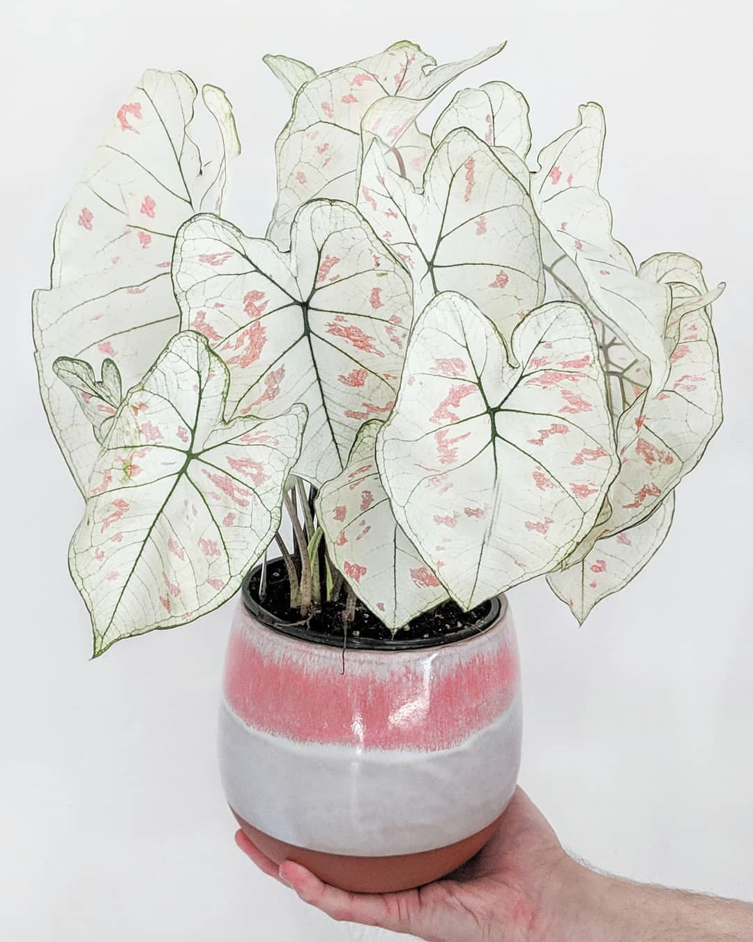 45 Beautiful Indoor Plant Ideas