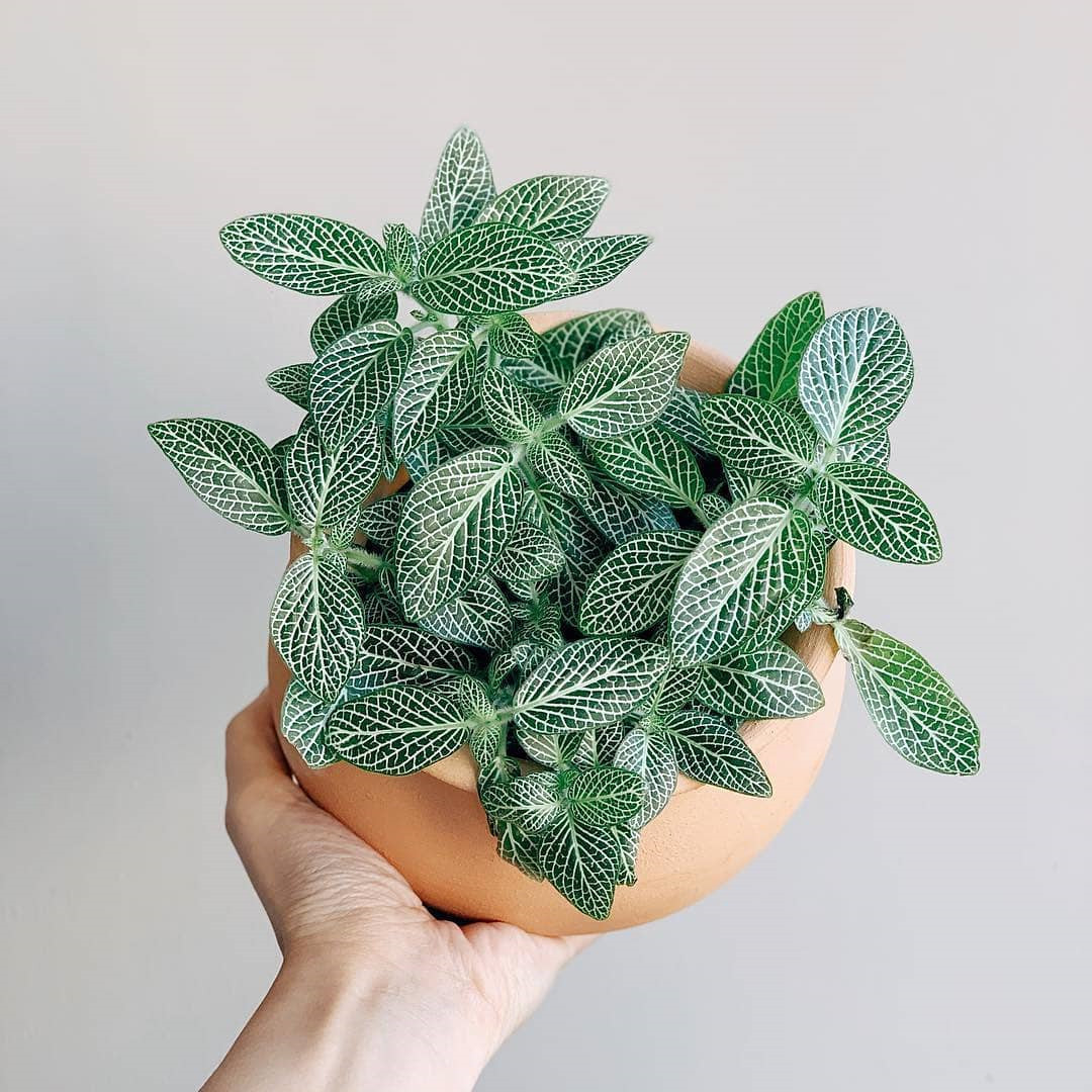 45 Beautiful Indoor Plant Ideas