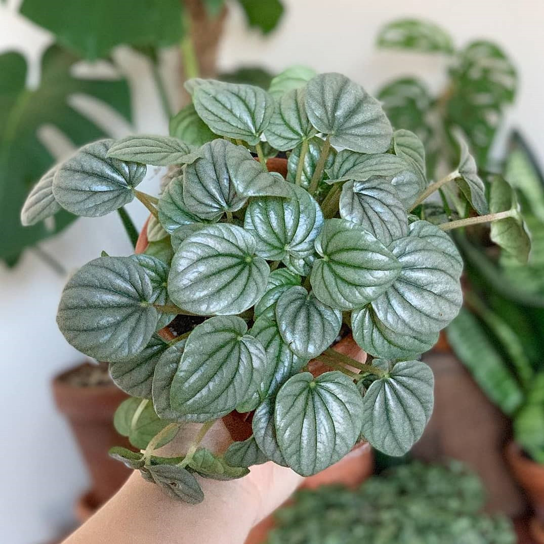 45 Beautiful Indoor Plant Ideas