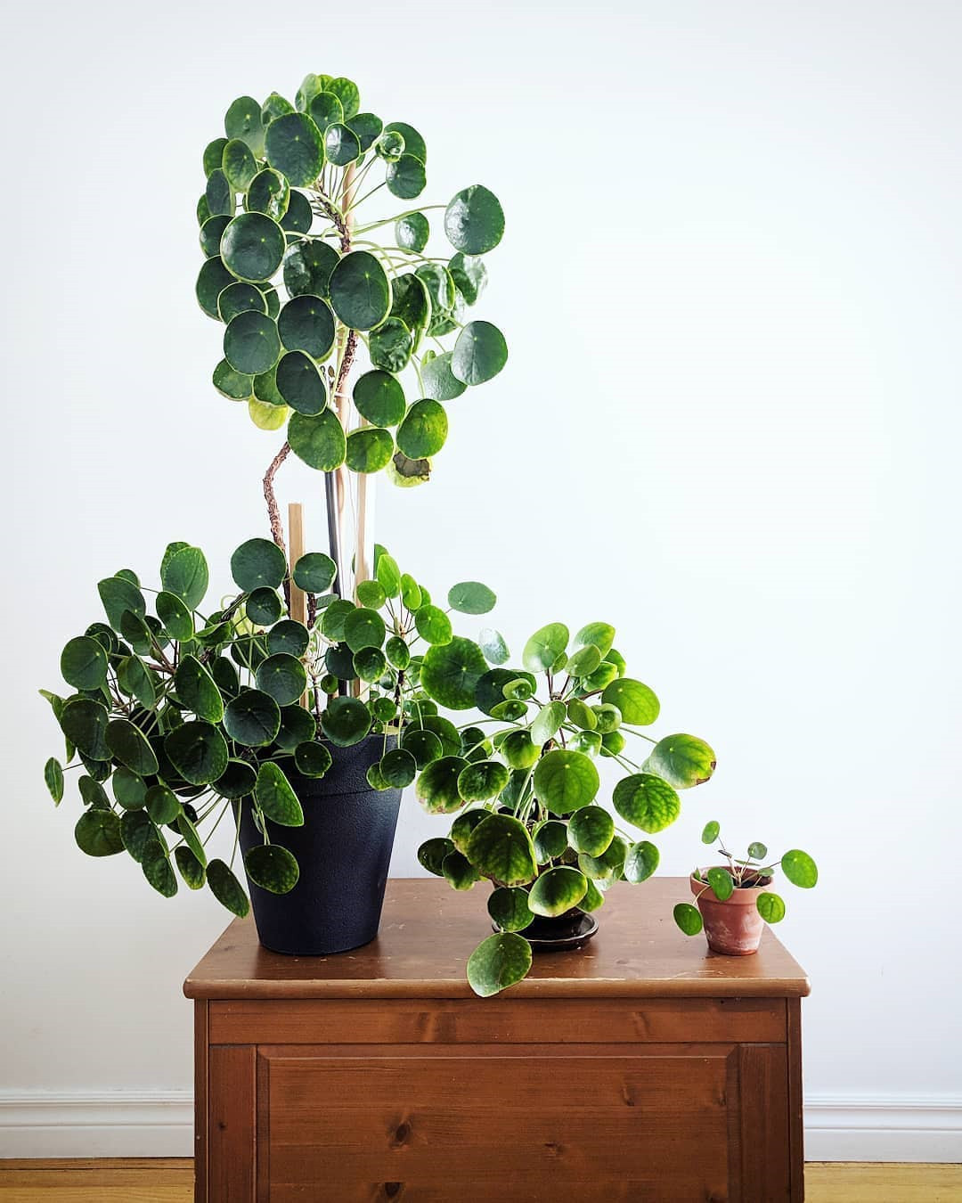 45 Beautiful Indoor Plant Ideas