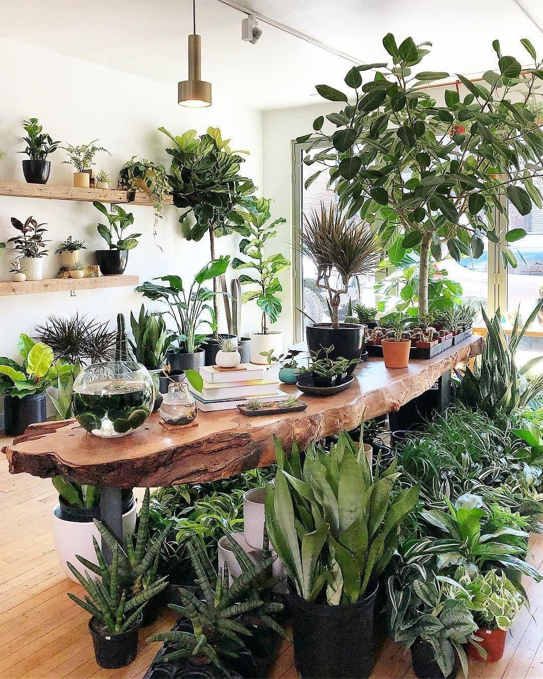 45 Beautiful Indoor Plant Ideas