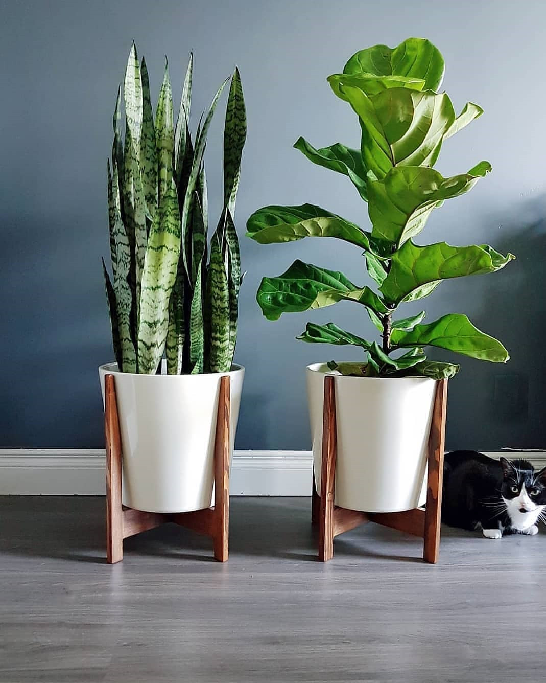 45 Beautiful Indoor Plant Ideas